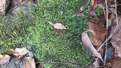 Racopilum cuspidigerum