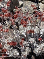 Eriogonum saxatile