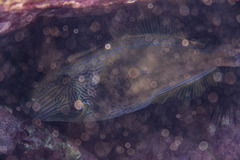 Meuschenia freycineti