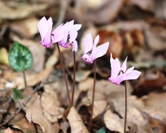 Cyclamen purpurascens