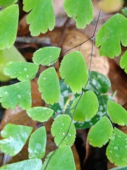 Adiantum tenerum