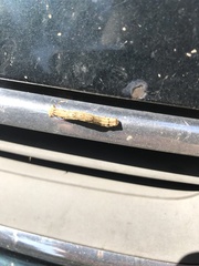 Ectropis crepuscularia