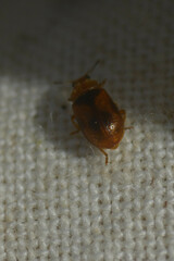 Coccidula scutellata