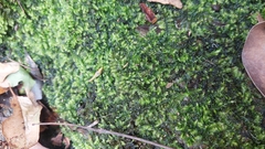 Racopilum cuspidigerum