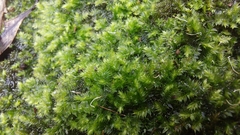 Racopilum cuspidigerum