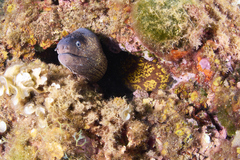 Muraena helena