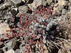 Eriogonum saxatile