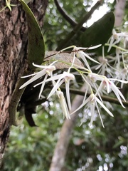 Dendrobium aemulum