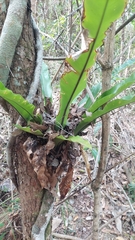 Asplenium australasicum