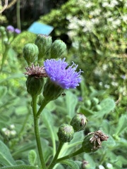 Cyanthillium maritimum