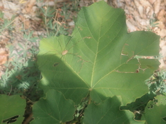 Acer opalus