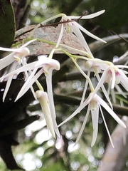 Dendrobium aemulum