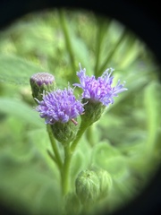 Cyanthillium maritimum