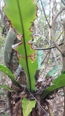 Asplenium australasicum