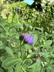 Cyanthillium maritimum