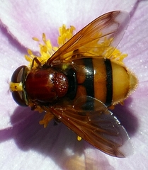 Volucella zonaria