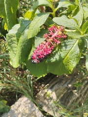 Phytolacca acinosa