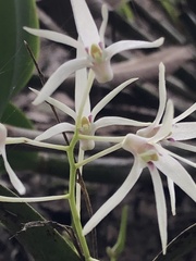 Dendrobium aemulum