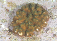 Pocillopora aliciae