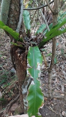 Asplenium australasicum