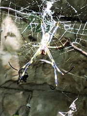 Trichonephila clavata