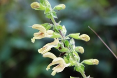 Salvia glutinosa