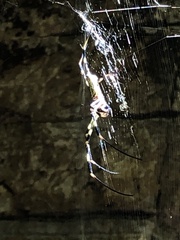 Trichonephila clavata