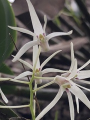 Dendrobium aemulum