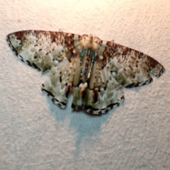 Pachyodes haemataria