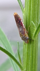 Homalodisca liturata