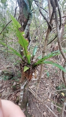 Asplenium australasicum