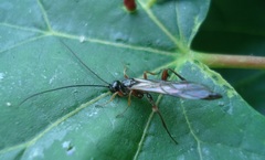 Odontocolon dentipes