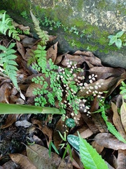Adiantum tenerum