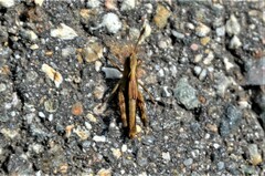 Gomphocerippus rufus