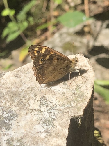 Pararge aegeria