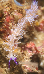 Pteraeolidia ianthina
