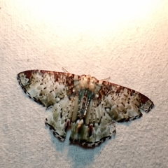 Pachyodes haemataria