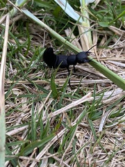 Ocypus olens