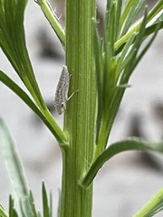 Homalodisca liturata