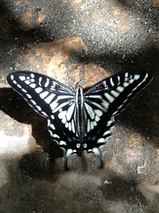 Papilio xuthus