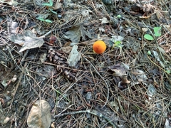 Agaricales