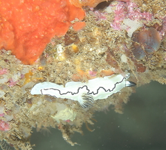 Doriprismatica atromarginata