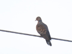 Streptopelia orientalis