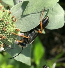 Sphex nudus