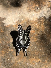 Papilio xuthus