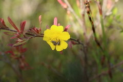 Hibbertia linearis
