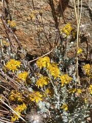 Eriophyllum confertiflorum