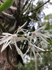 Dendrobium aemulum
