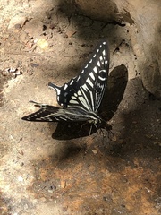 Papilio xuthus