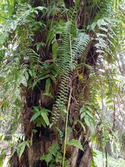 Asplenium longissimum